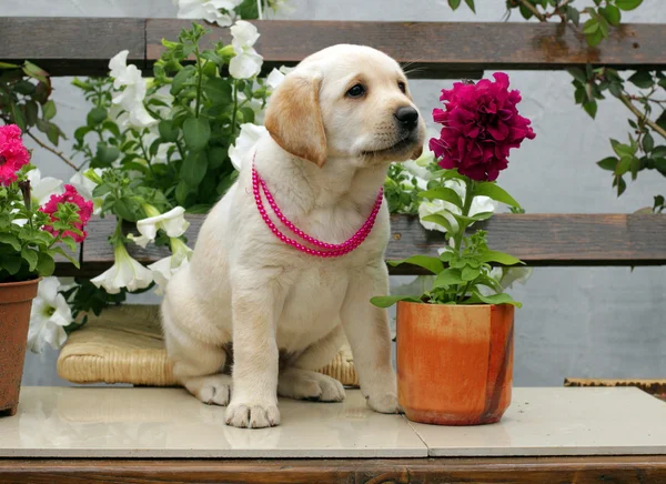 Labrador puppy with red and white flowers