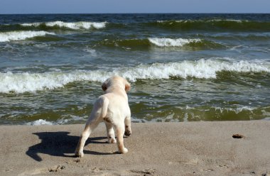 denize bakarak sarı labrador yavrusu