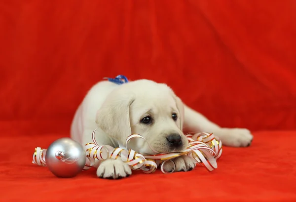 Yeni yıl (Noel) oyuncaklar ile sarı labrador köpek yavrusu