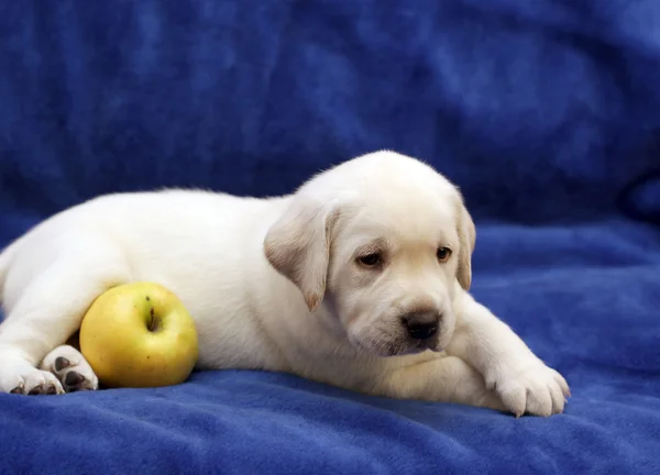 青リンゴと黄色のラブラドール子犬 — ストック写真
