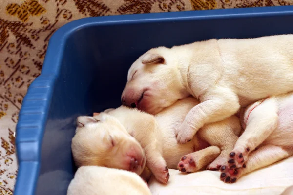Cuccioli labrador giallo neonato — Foto Stock