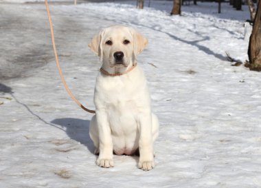 kar üzerinde sarı labrador yavrusu