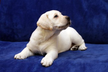 çok güzel sarı labrador yavrusu