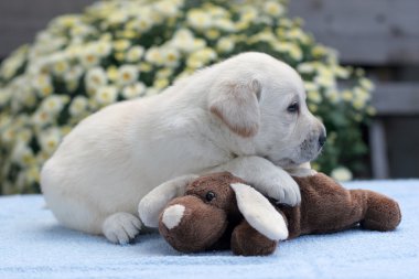 Bir oyuncakla sarı labrador yavrusu