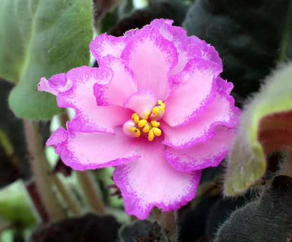 stock image Bright pink Saintpaulia flower