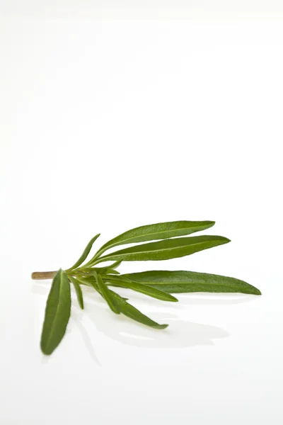 Листья тимьяна — стоковое фото