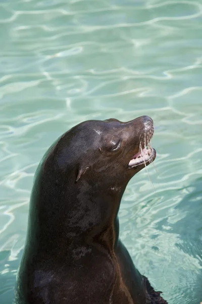 stock image Seal portrait