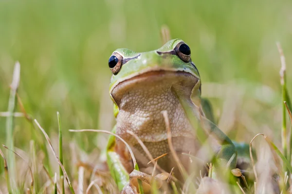 Small green frog on grass — Stock Photo, Image