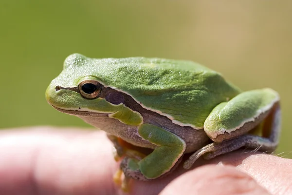 Small green frog — Stock Photo, Image