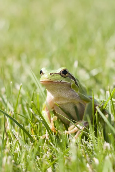 Small green frog — Stock Photo, Image
