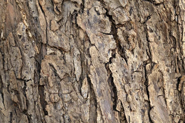 Bark of Olive Tree — Stock Photo, Image
