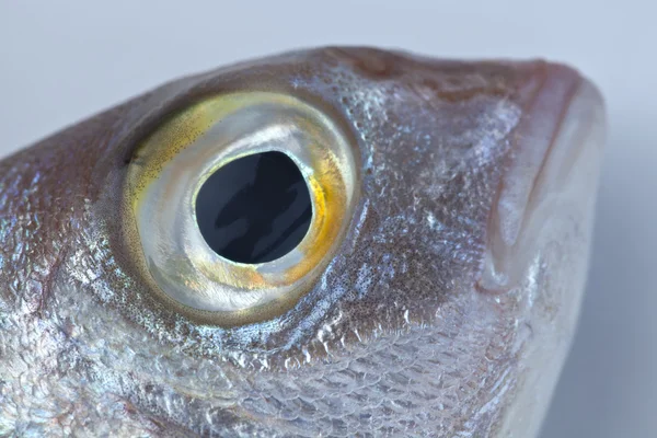 Глаз красного морского леща — стоковое фото