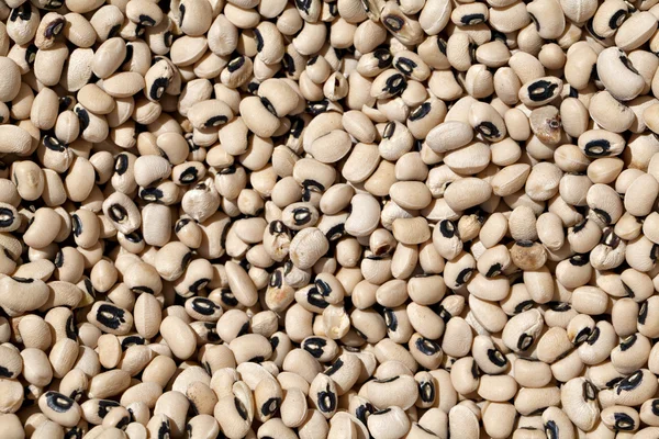 stock image Black Eyed Peas