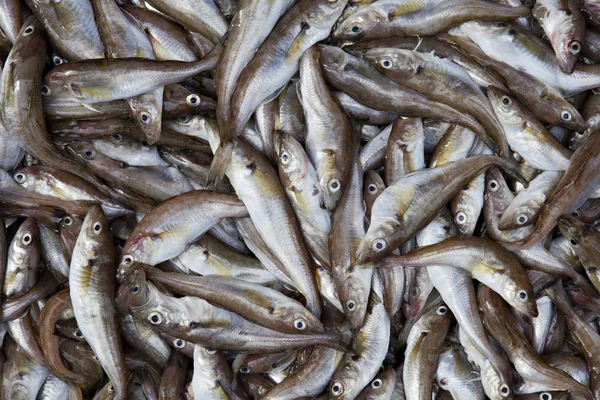 stock image Whiting