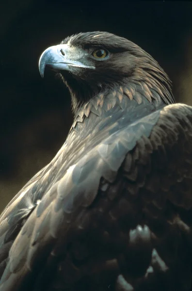 Águila, Zoológico, Estambul, Turquía — Foto de Stock