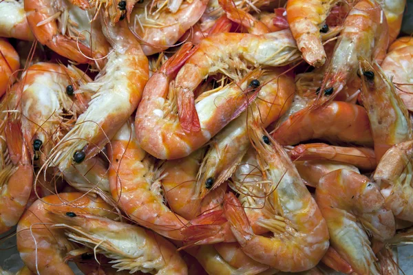 stock image Shrimps