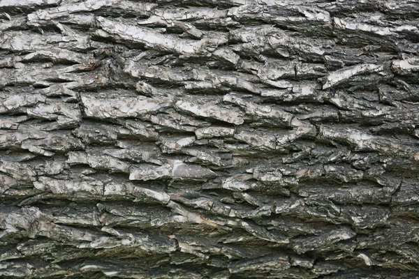 Bark of tree — Stock Photo, Image