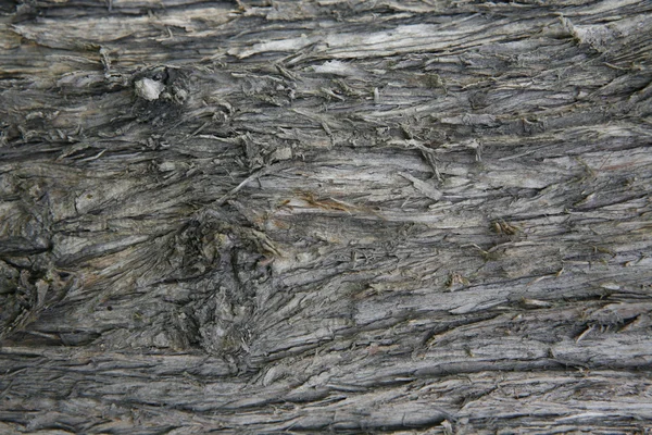 Bark of tree — Stock Photo, Image