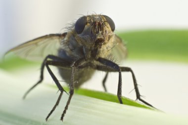 çiçek closeup fly