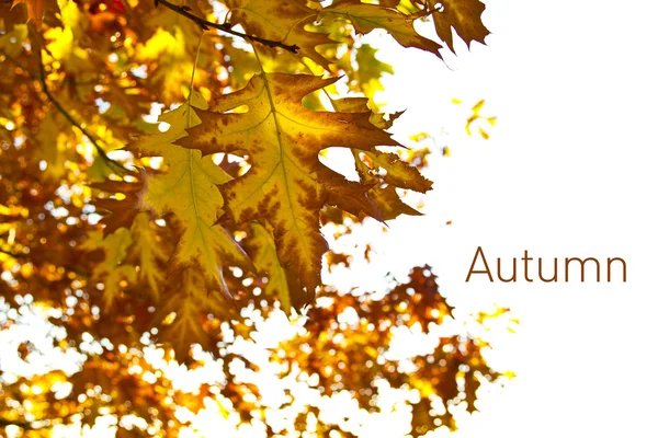 Klon jesiennych liści — Zdjęcie stockowe