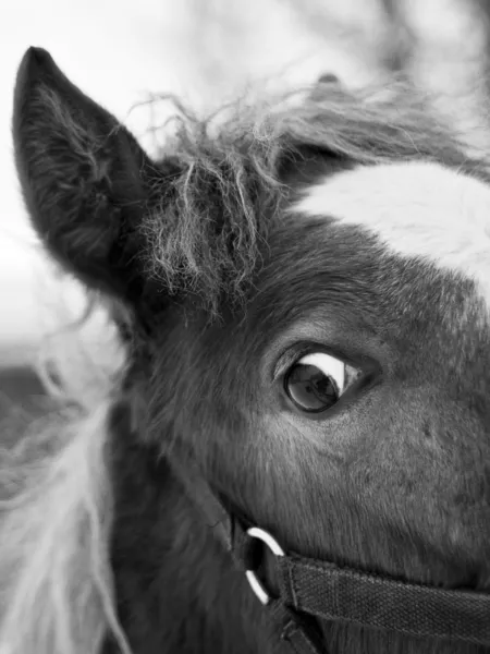 Czarno-biały portret głowy konia — Zdjęcie stockowe