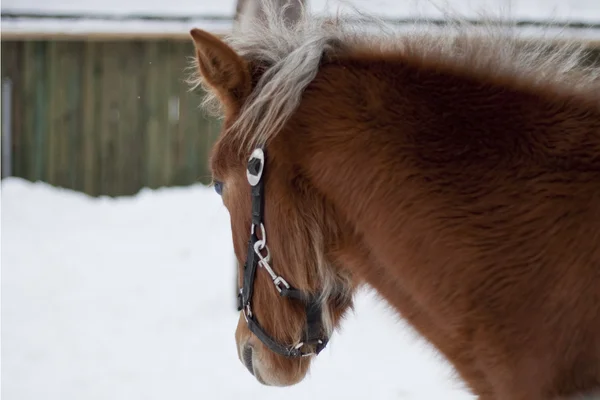 Brown cavalo cabeça retrato — Fotografia de Stock