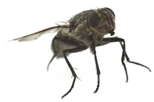 Fly close-up isolado em backgound branco — Fotografia de Stock
