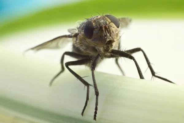 Çiçek closeup fly — Stok fotoğraf