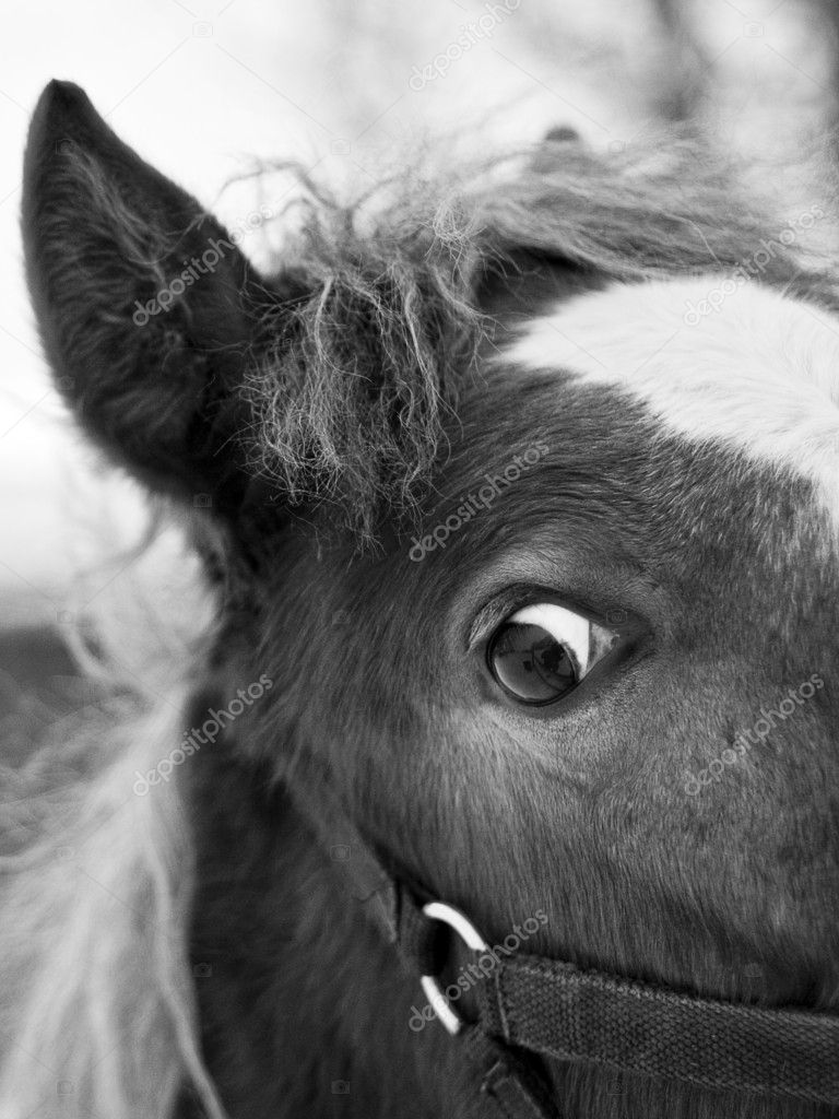 Black and white portrait of horse head