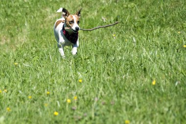 Jack Russell Teriyeri