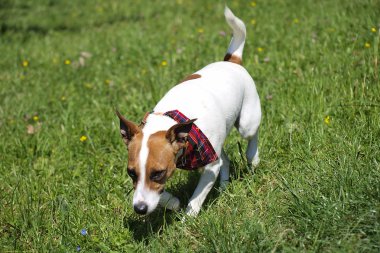 Jack Russell Teriyeri