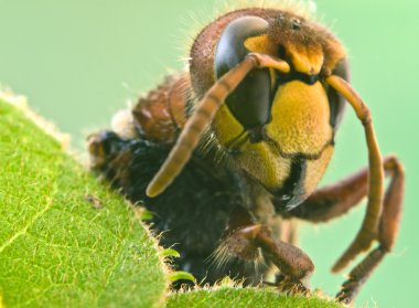 Hornet yakın çekim