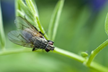 çiçek closeup fly