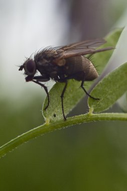 çiçek closeup fly