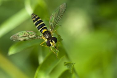 çiçek closeup fly