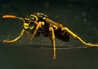 Close-up of a live Yellow Wasp on a white background clipart