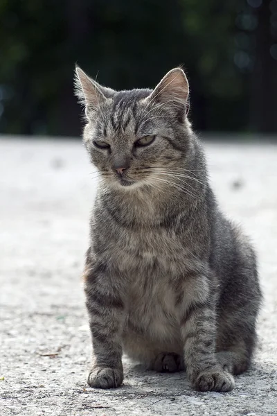 stock image Outdoor cat