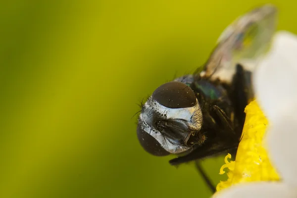 Fly closeup on flower — Stock Photo, Image