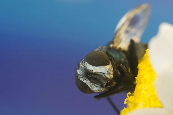 Fly closeup em flor — Fotografia de Stock
