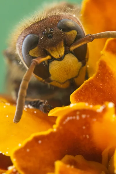 Close-up Hornet — Fotografia de Stock