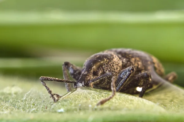 Escarabajo en la hoja —  Fotos de Stock