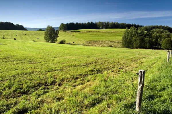 Stock image Country landscape: river, cows and forestcountry landscape: harvest and forest