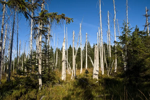 Abgestorbene Bäume — Stockfoto