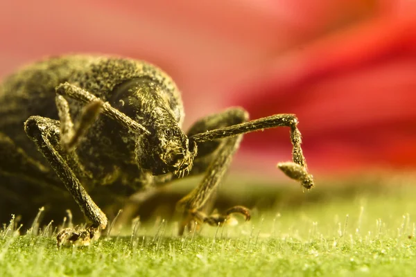 Escarabajo en la hoja — Foto de Stock