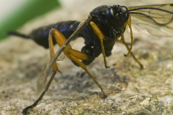 Kumbang di atas batu — Stok Foto