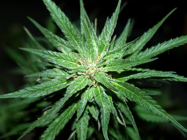 Marihuana close-up