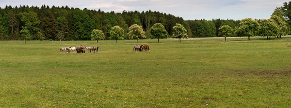 Панорама коней з питною станцією — стокове фото