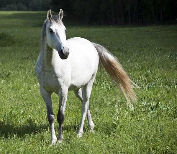 Hvid hest - Stock-foto