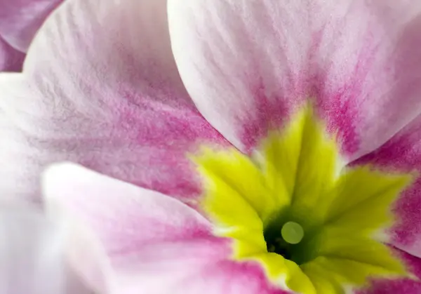 花のクローズアップ — ストック写真