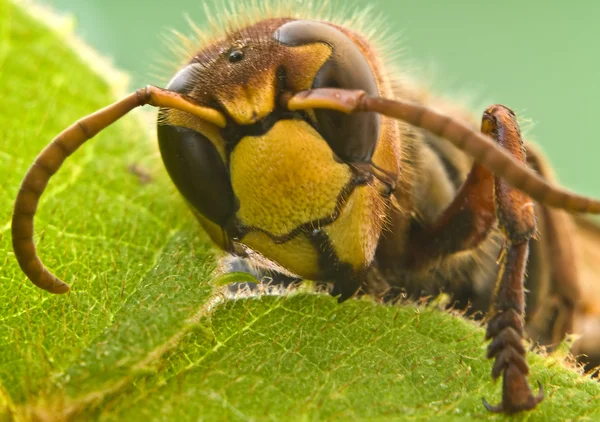 Close-up Hornet — Fotografia de Stock